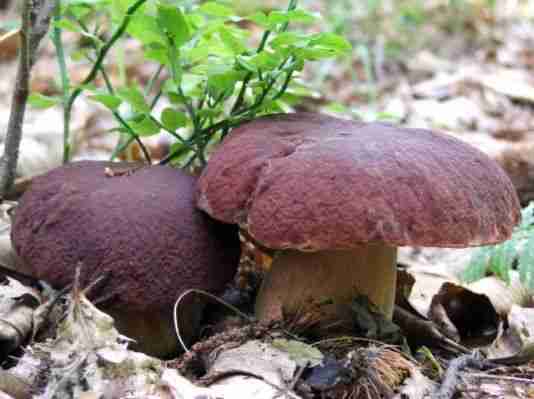  Image name: 196 Porcino.jpg 
 width: 534 pixel 
 height: 399 pixel 
 Size: 17032 bytes 
 Click to enlarge 